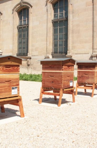 Installation de six ruches