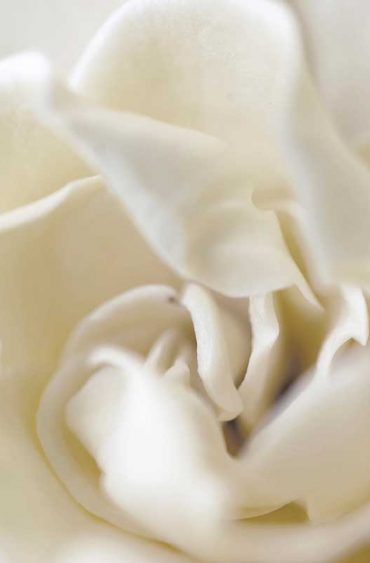 À fleur de peau