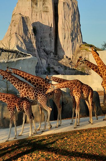 Nuit au zoo de Paris