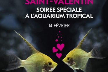 Pour passer une (autre) Saint-Valentin à l’Aquarium tropical