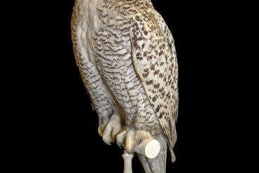 Muséum national d’histoire naturelle: Déserts