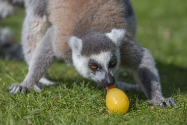 Wow Safari Thoiry: La chasse aux œufs fait son grand retour