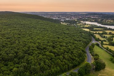 Chez Hennessy, une immersion au cœur des forêts