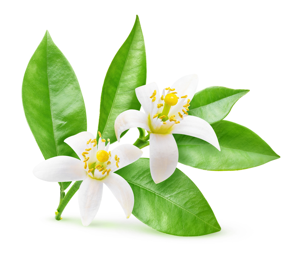Fleur d’oranger
