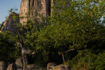 Le Parc Zoologique de Paris se dévoile sous une facette nocturne